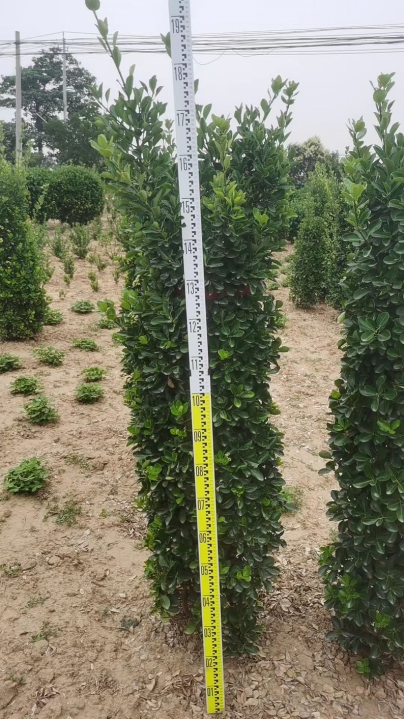 （大叶黄杨柱）1米-2米以上规格齐全，自家基地，欢迎采购