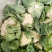 1-3斤菜花，花菜乳白紧花，市场，电商，产地直供全国代发