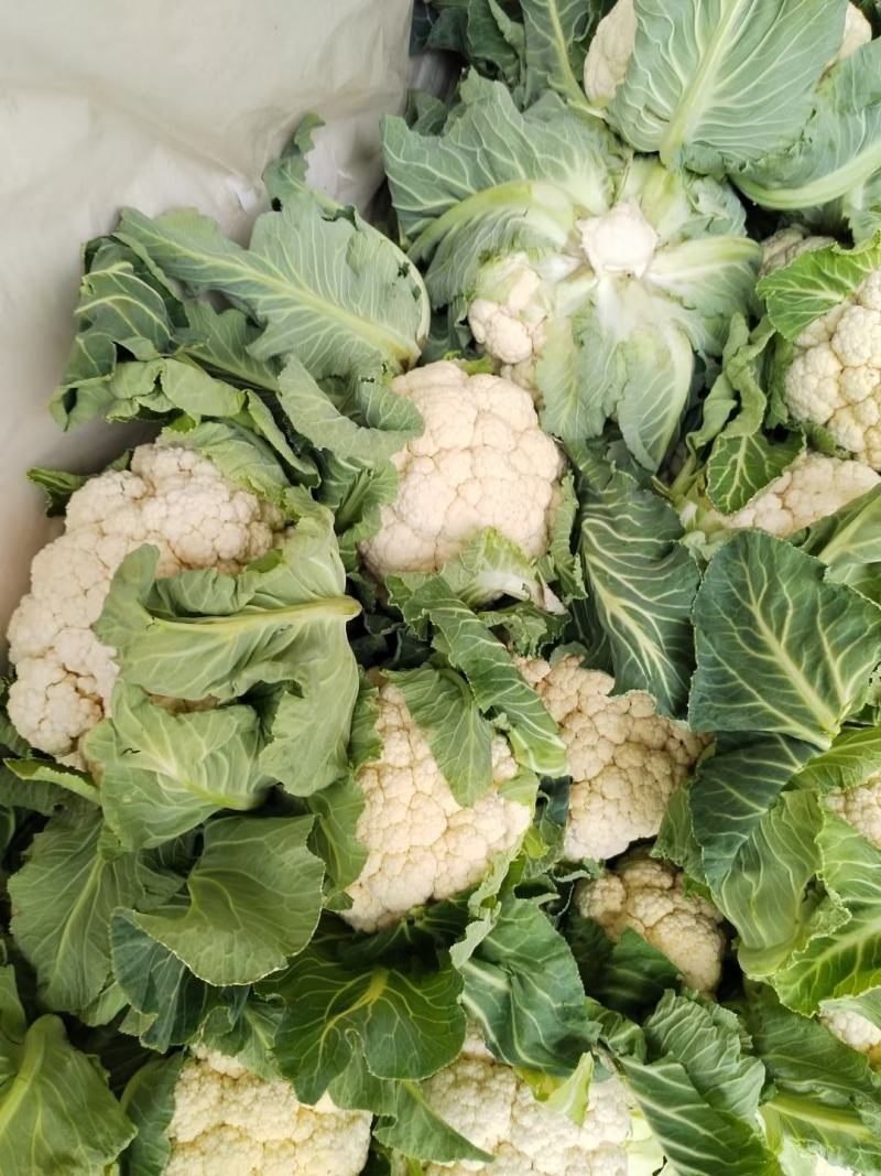 1-3斤菜花，花菜乳白紧花，市场，电商，产地直供全国代发