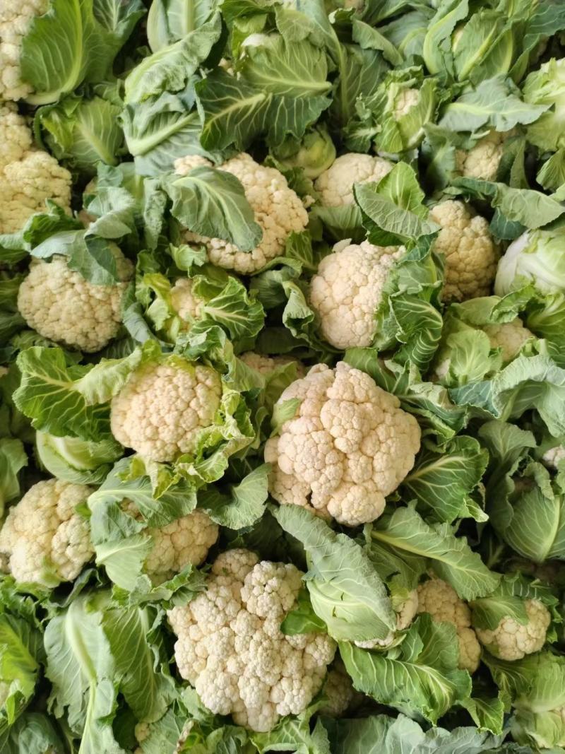 1-3斤菜花，花菜乳白紧花，市场，电商，产地直供全国代发