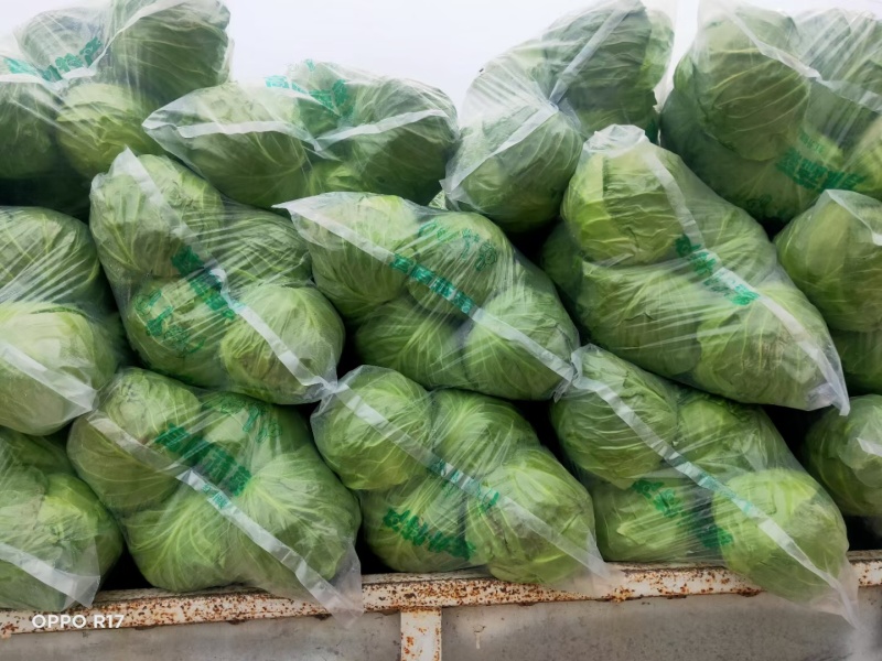 山东甘蓝圆包菜提供包装按需求分拣打包视频看货实地看货