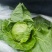 山东甘蓝圆包菜提供包装按需求分拣打包视频看货实地看货
