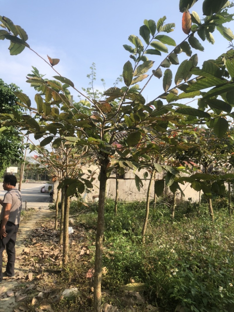 大叶紫薇地苗基地直销规格齐全欢迎老板来电咨询合作