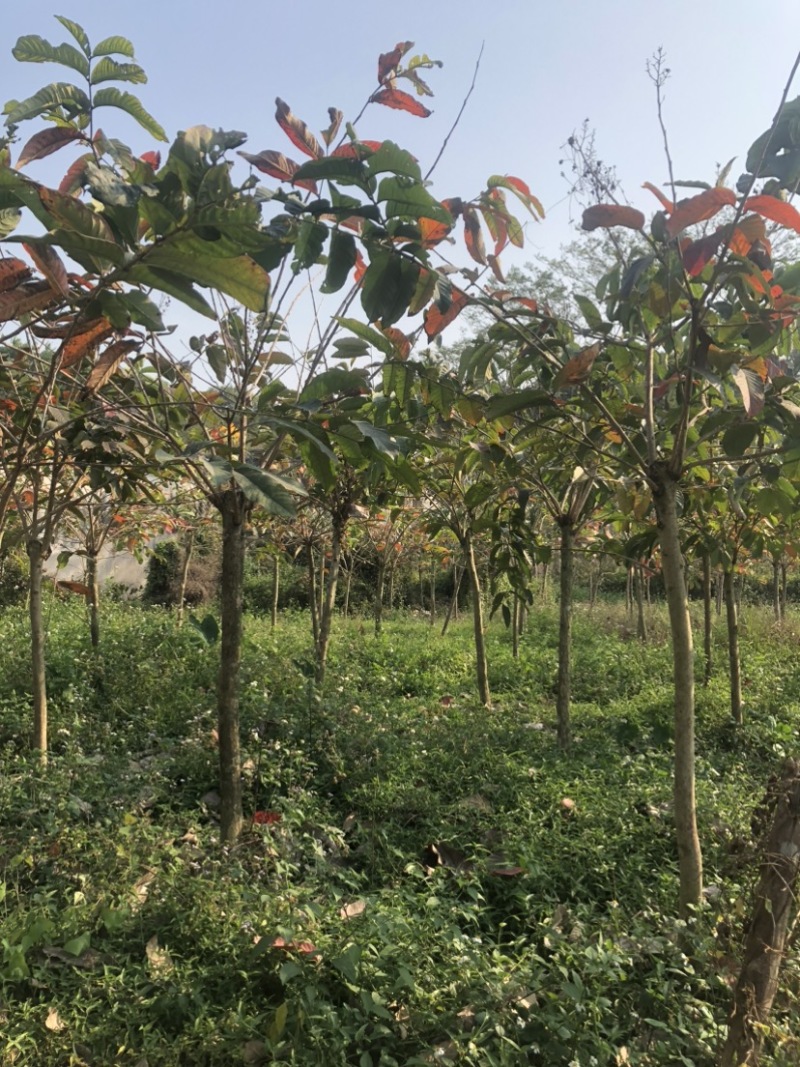 大叶紫薇地苗基地直销规格齐全欢迎老板来电咨询合作