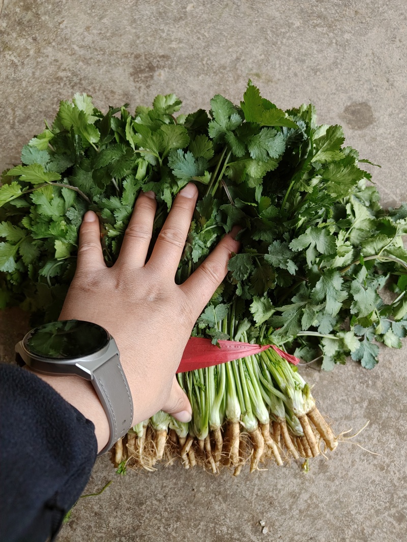 山东金乡陆地香菜大量上市产地直发保质保量全国发货