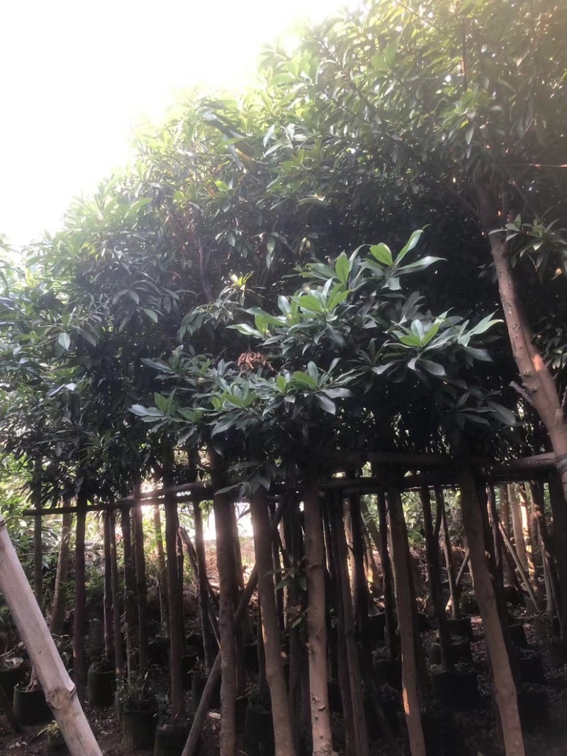 金蒲桃/黄金熊猫7～12公分基地直销规格齐全欢迎来电