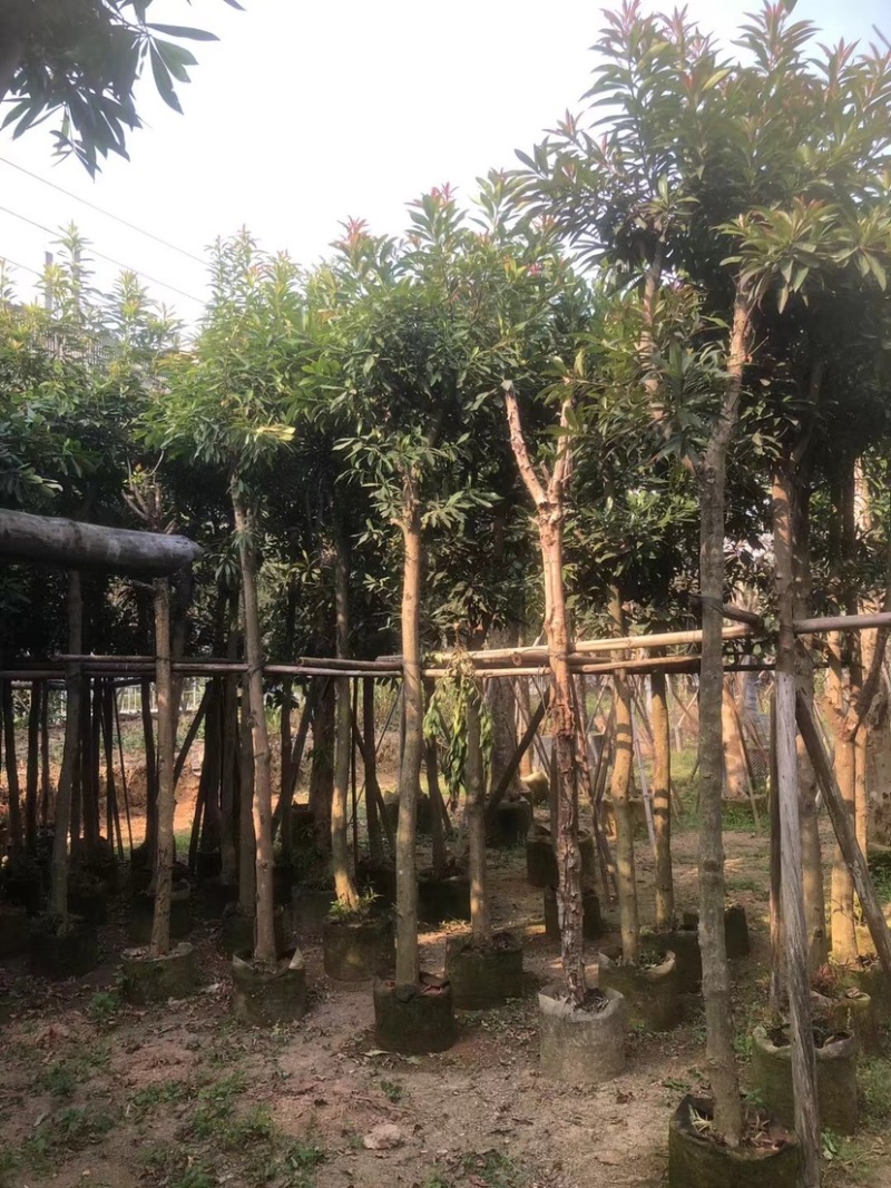 金蒲桃/黄金熊猫7～12公分基地直销规格齐全欢迎来电