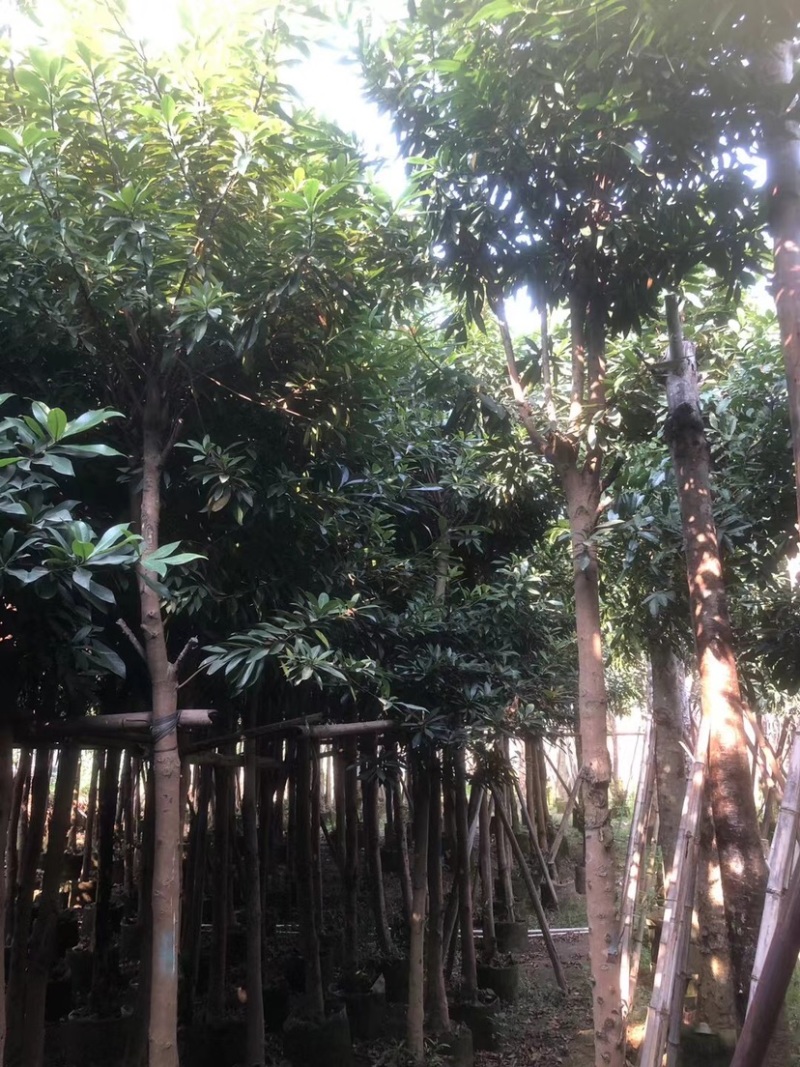 金蒲桃/黄金熊猫7～12公分基地直销规格齐全欢迎来电