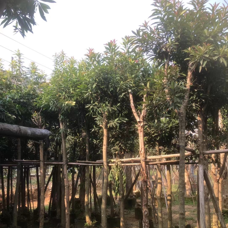金蒲桃/黄金熊猫7～12公分基地直销规格齐全欢迎来电