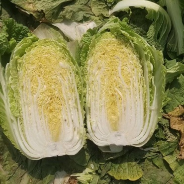 聊城黄心白菜矮颗包心无丝无虫眼净菜不带土无干叶有包装耐储