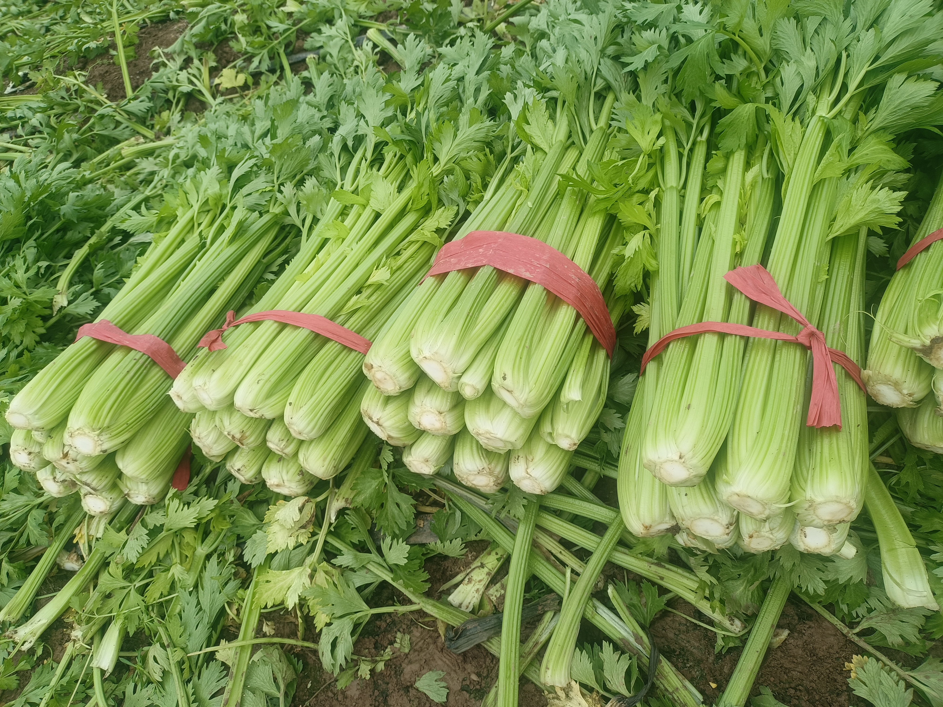 西芹与苹果搭配榨汁