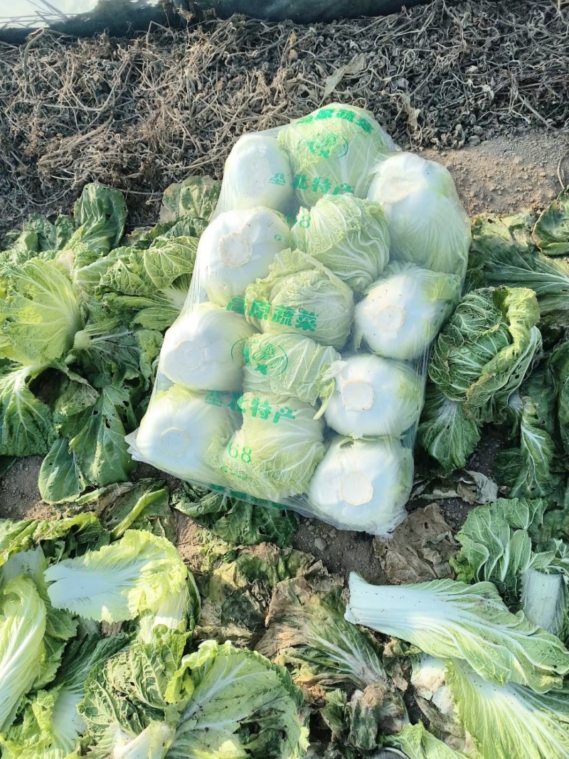 山东黄心白菜无黑点无烧心不烧边净菜上车提供包装耐储存运输