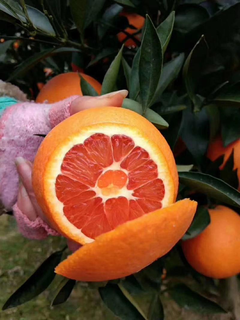 橙子甜橙纽荷尔橙伦晚橙中华红血橙二月红橙子口感超甜水分足