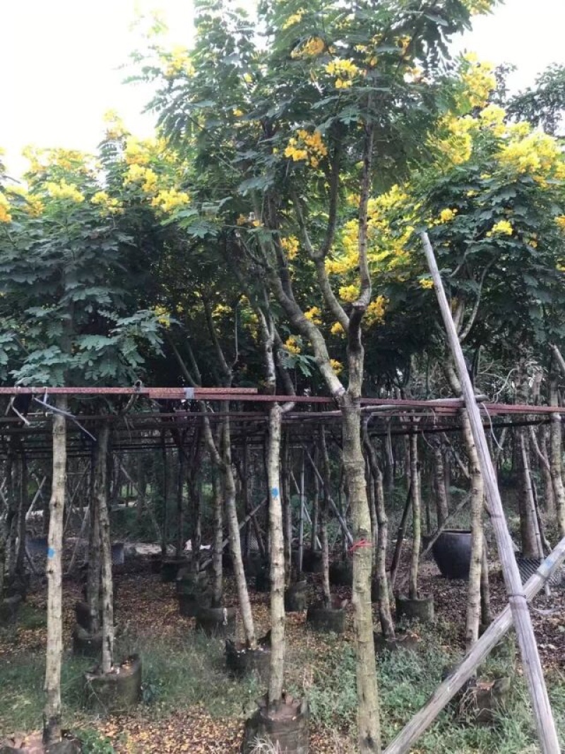 骨架苗/全冠黄槐基地直销规格齐全欢迎老板来电咨询合作