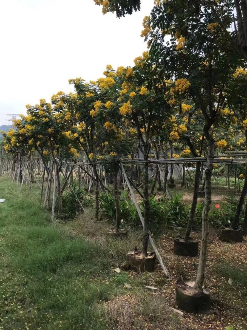 骨架苗/全冠黄槐基地直销规格齐全欢迎老板来电咨询合作