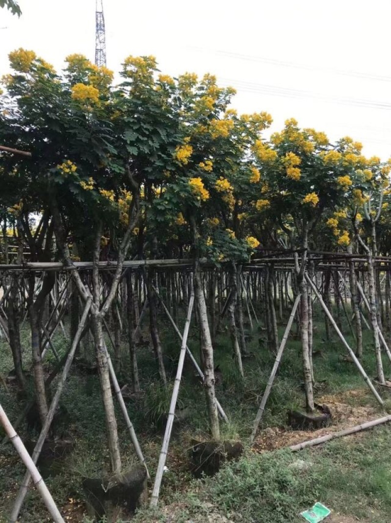 骨架苗/全冠黄槐基地直销规格齐全欢迎老板来电咨询合作