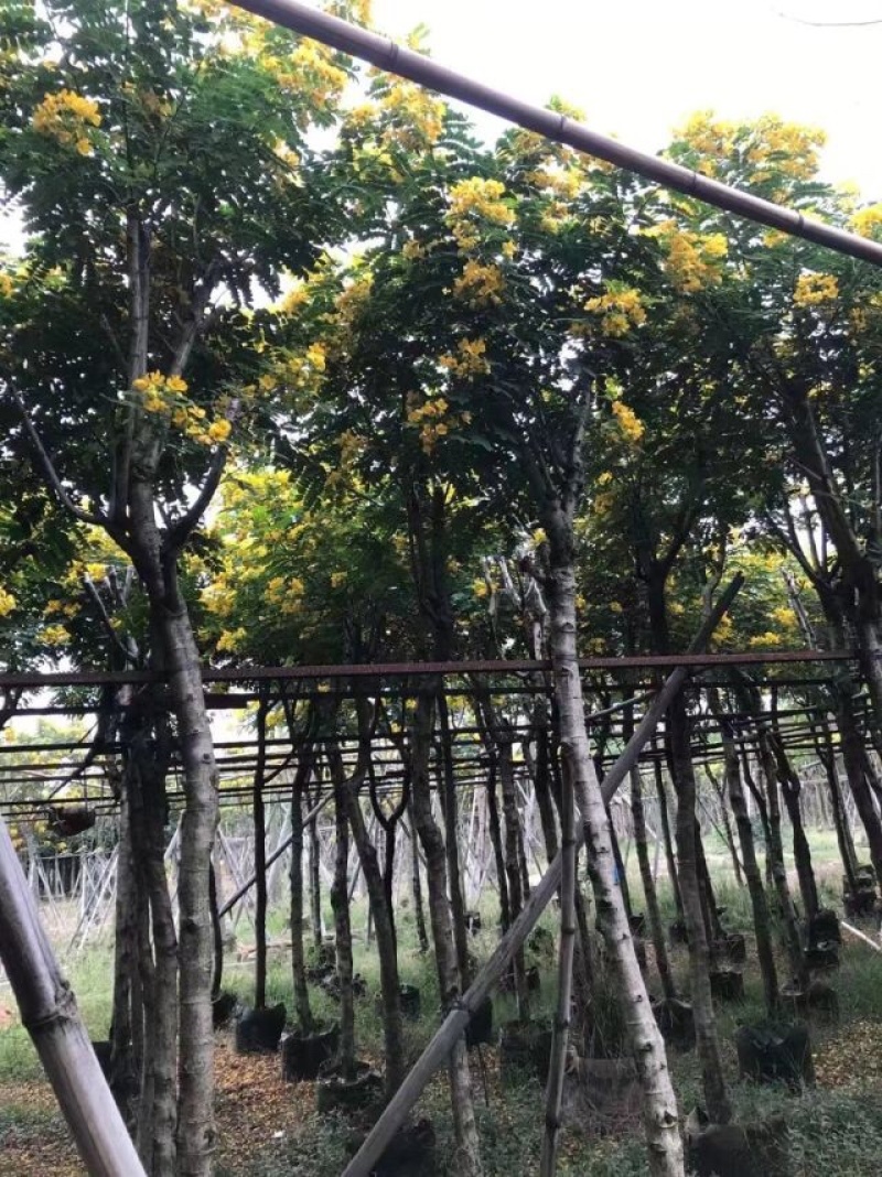骨架苗/全冠黄槐基地直销规格齐全欢迎老板来电咨询合作