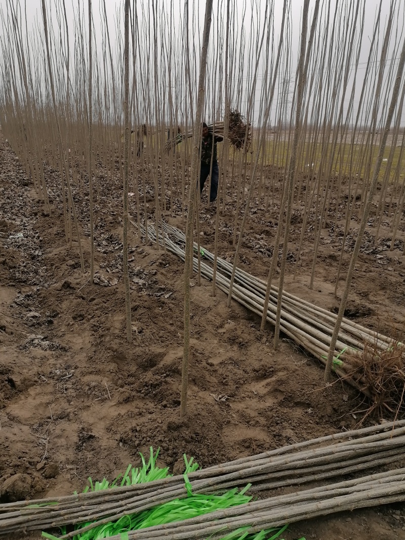 大量出售杨树苗，两到三公分，生茬地。无病虫害