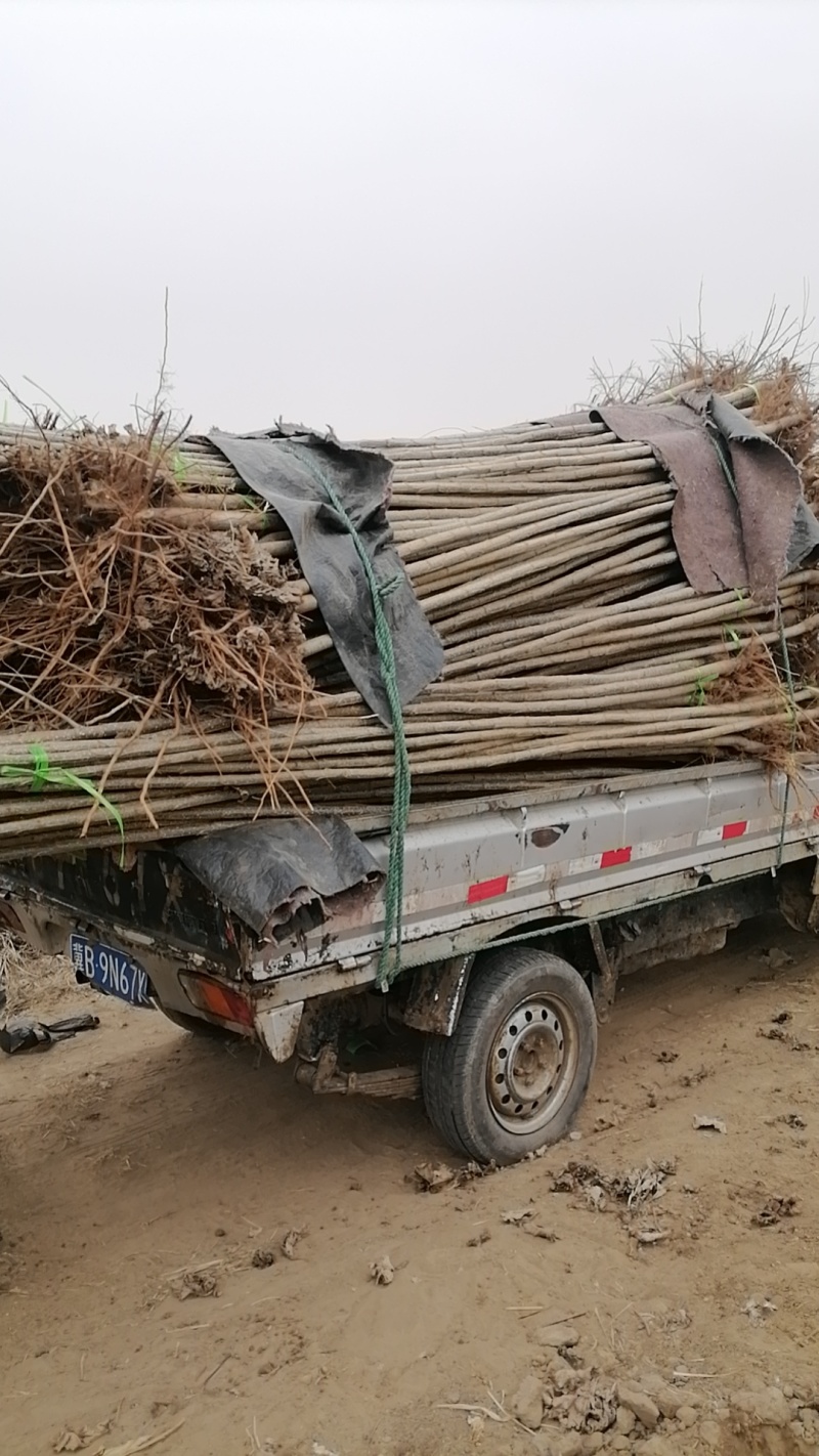 大量出售杨树苗，两到三公分，生茬地。无病虫害