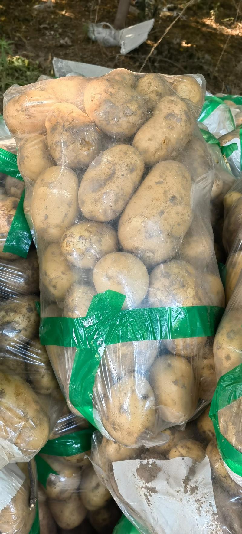 聊城西森土豆规格齐全承接电商加工批发市场有场地工人设备