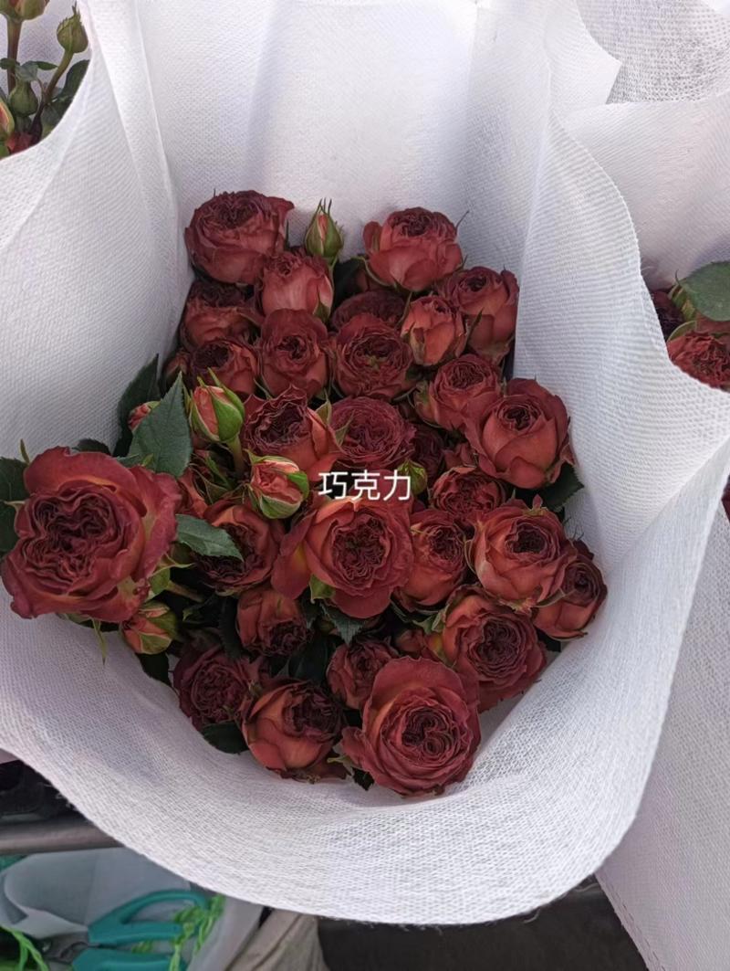 云南精品玫瑰花，基地直发，各种品种规格，你要的我全有欢迎采购
