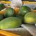 大量木瓜各个品种工厂货，需要的请联系，大量有货