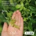 张家界莓茶