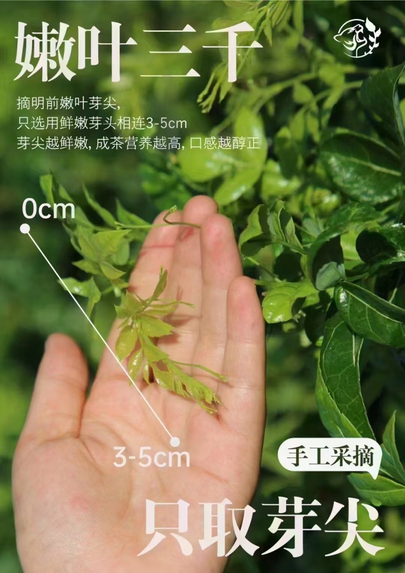 张家界莓茶