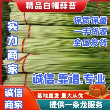 白帽蒜苔，苔长60公分干苔，产地直供，对接电商、市场等