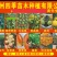 菠萝蜜种子新鲜发芽率高