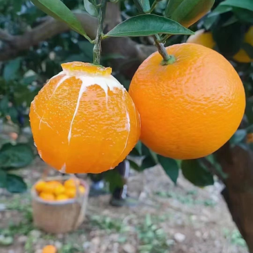 荐—奉节脐橙72-1带叶、光头一树果