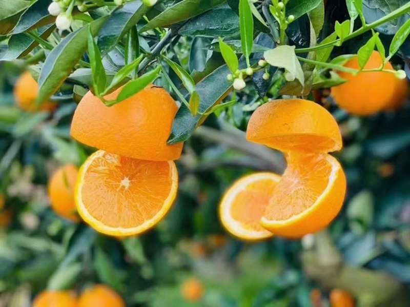荐—奉节脐橙72-1带叶、光头一树果
