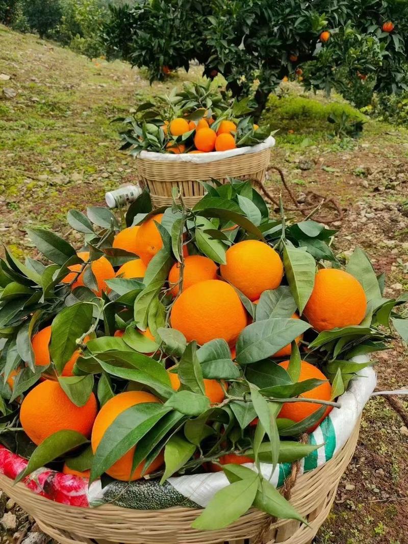荐—奉节脐橙72-1带叶、光头一树果