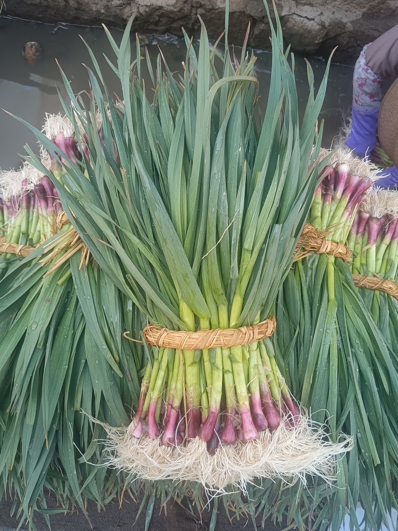 精品红根蒜苗