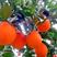 荐—奉节脐橙72-1带叶鲜果、光头果一树果