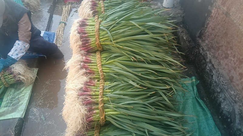 精品红根蒜苗