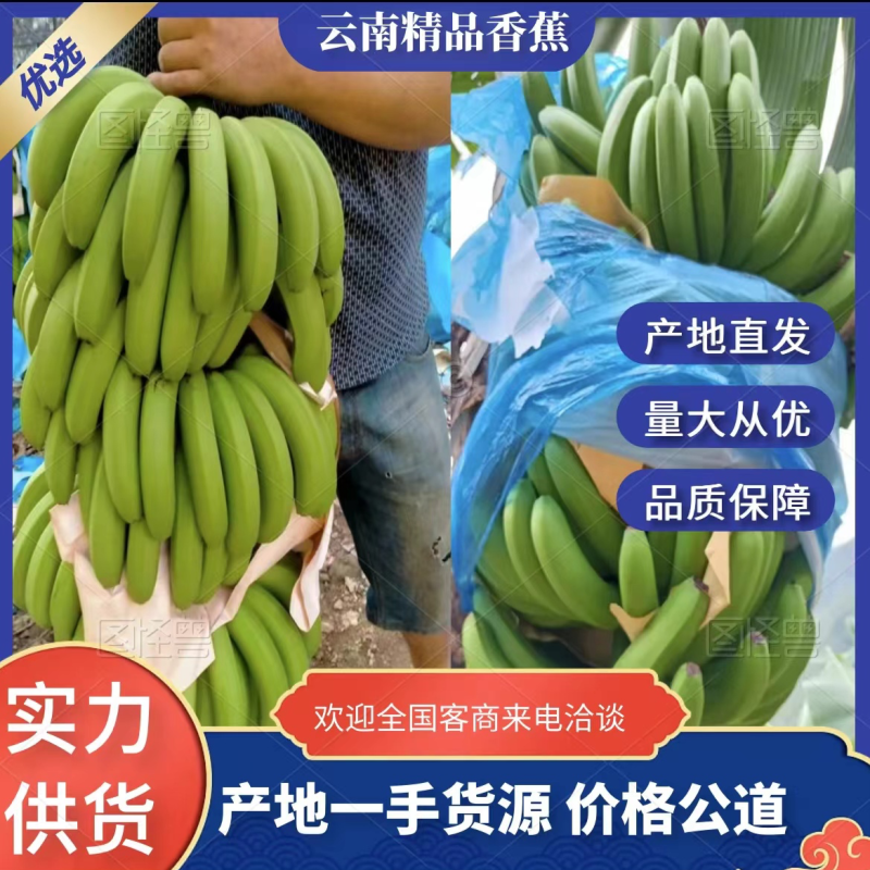精选威尼斯香蕉，香蕉云南一手货源欢迎下单