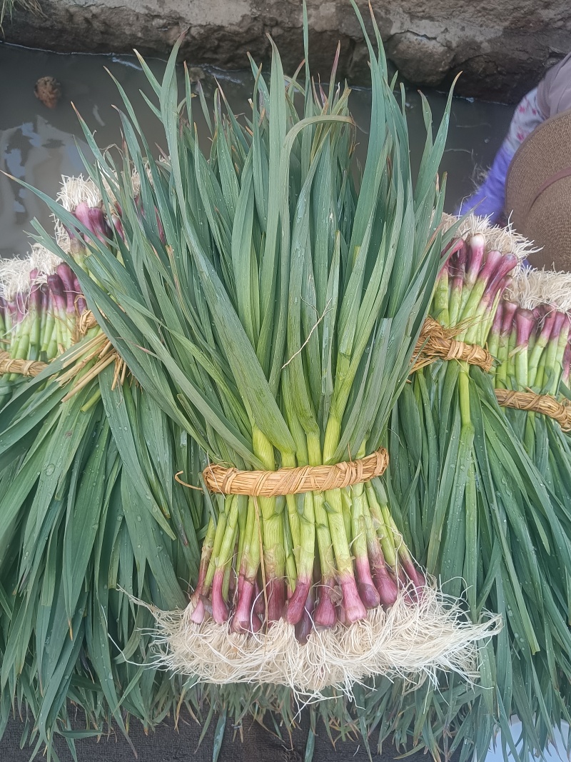 精品红根蒜苗
