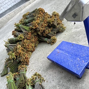 新鲜德州蕨菜，野生原产，美味可口