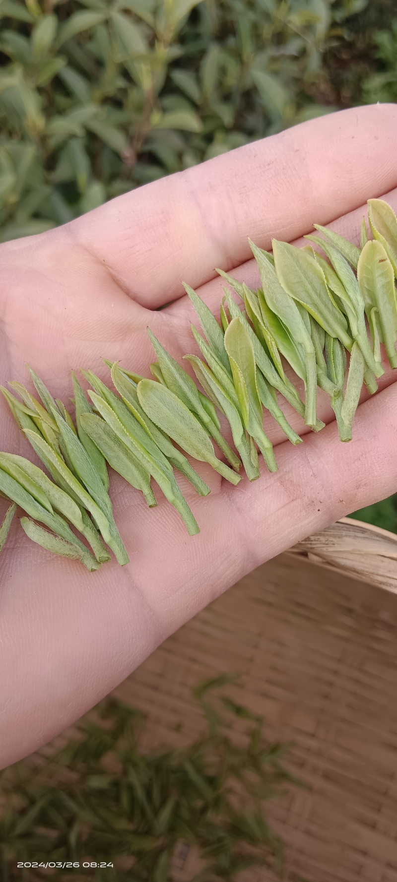 新茶开启