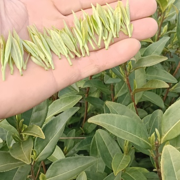 新茶开启
