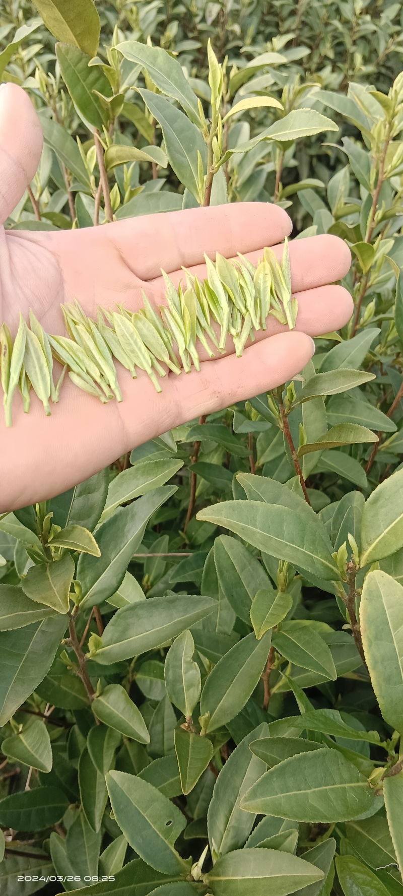 新茶开启