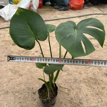 龟背竹库存大量欢迎来电数量大龟背竹很多龟背竹