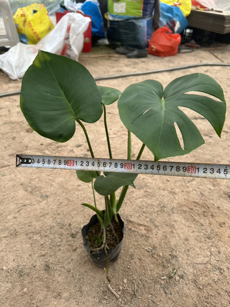 龟背竹库存大量欢迎来电数量大龟背竹很多龟背竹