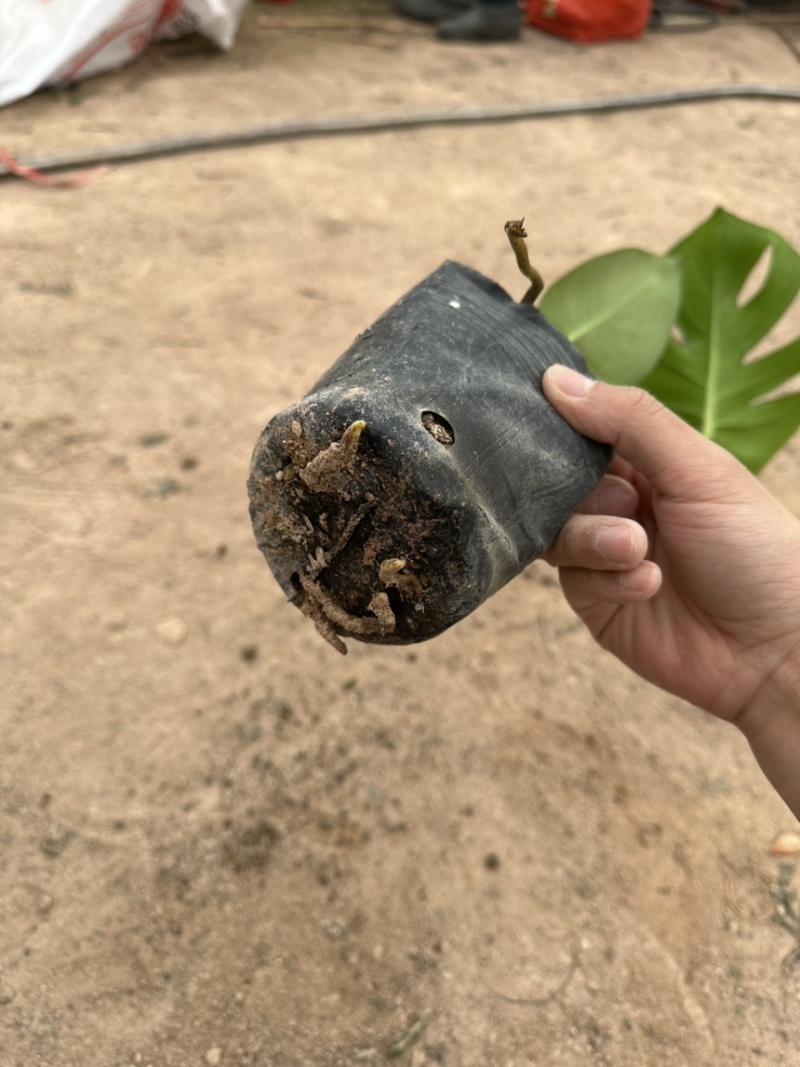 龟背竹库存大量欢迎来电数量大龟背竹很多龟背竹