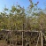 红花紫荆5～20公分基地直销规格齐全欢迎老板来电咨询