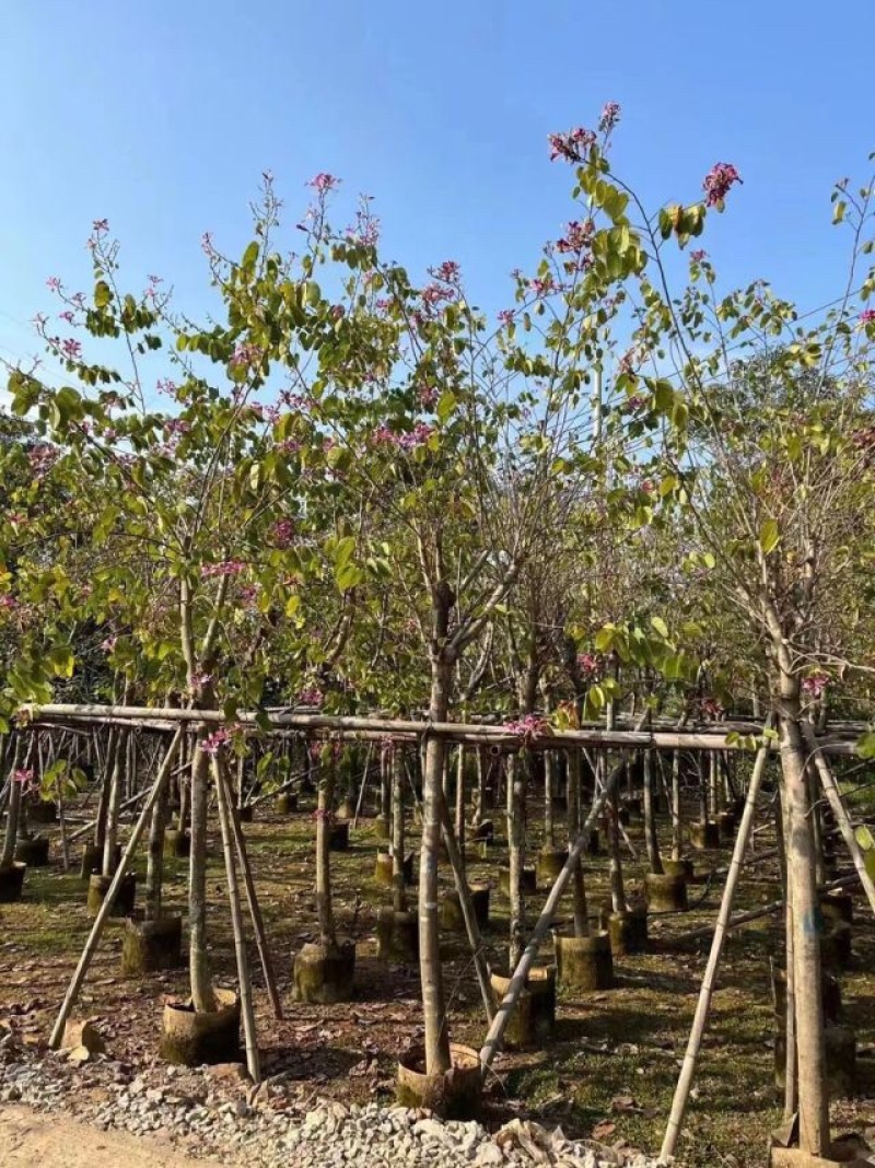 红花紫荆5～20公分基地直销规格齐全欢迎老板来电咨询