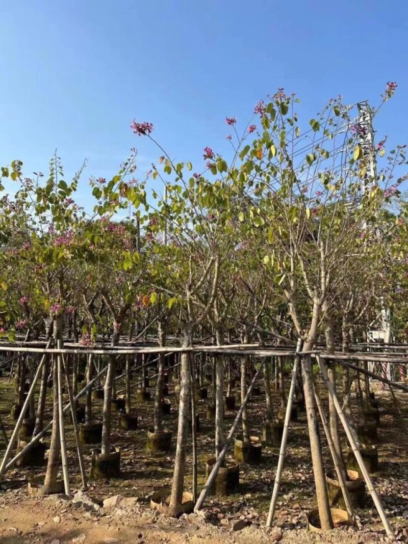 红花紫荆5～20公分基地直销规格齐全欢迎老板来电咨询