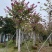 红花紫荆5～20公分基地直销规格齐全欢迎老板来电咨询