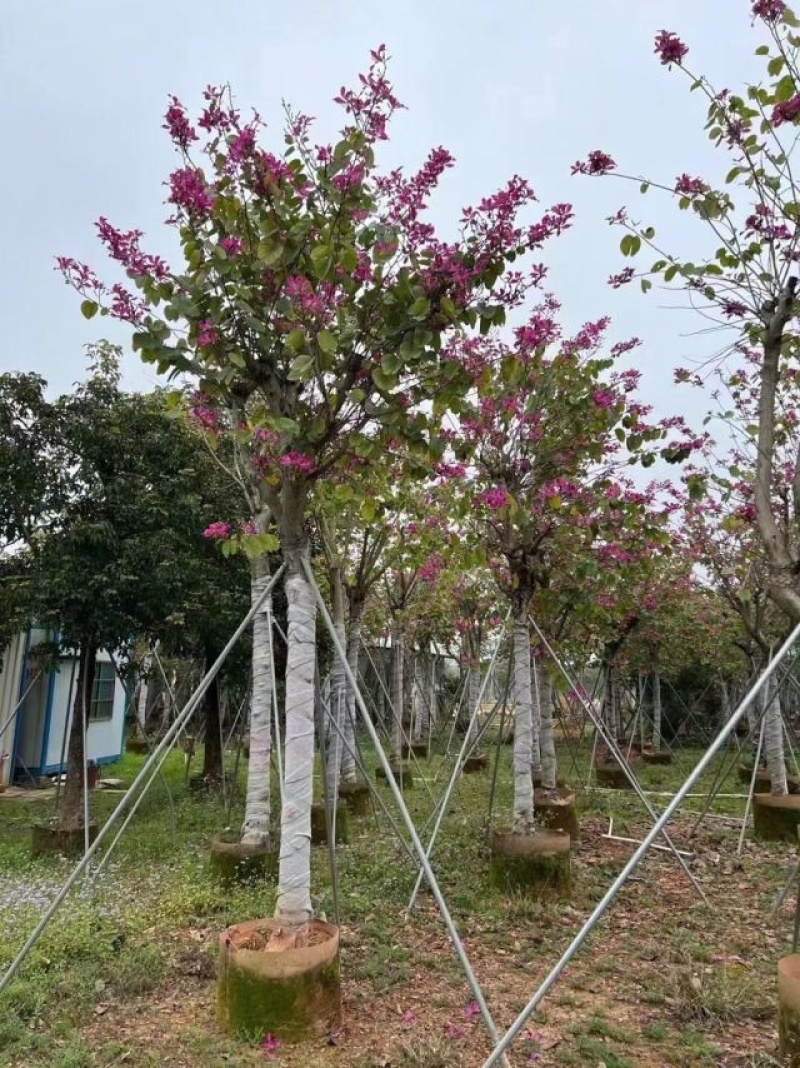 红花紫荆5～20公分基地直销规格齐全欢迎老板来电咨询